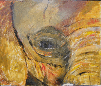 l'oeil de l'éléphant
